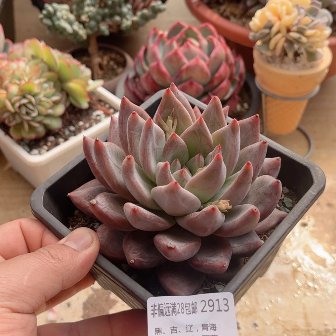 【闪购商品】2913圣徒