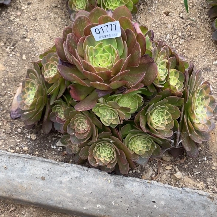 01777雨盒多肉植物