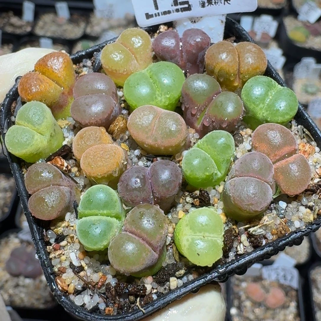 zzzz精品生石花1240