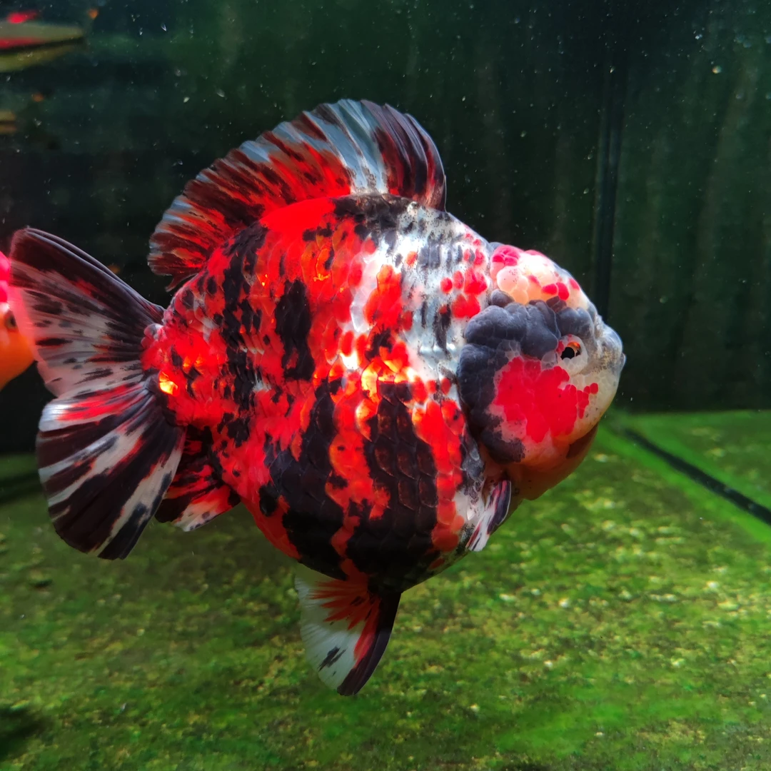 泰狮金鱼短尾将军精品活鱼f1红白五花黑百褶尾玛丽泰师恒温鱼观赏