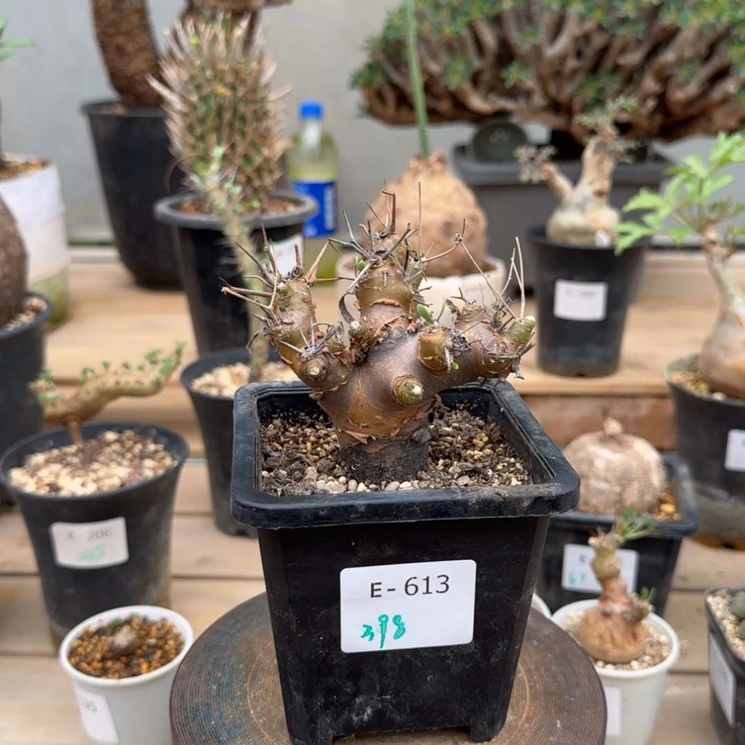 613刺烛厚敦菊块根植物