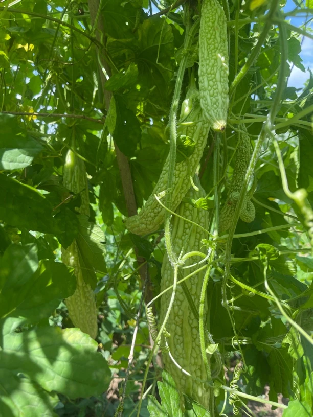 农村自家种的白苦瓜2-3-5斤装包邮坏的包赔