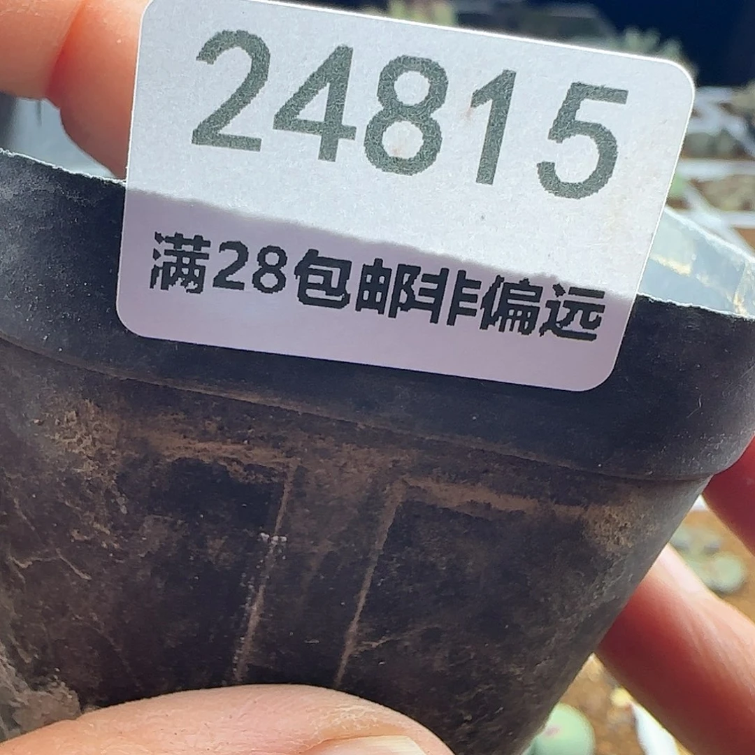 四*20颗白盆红边边口笛杂交群24815