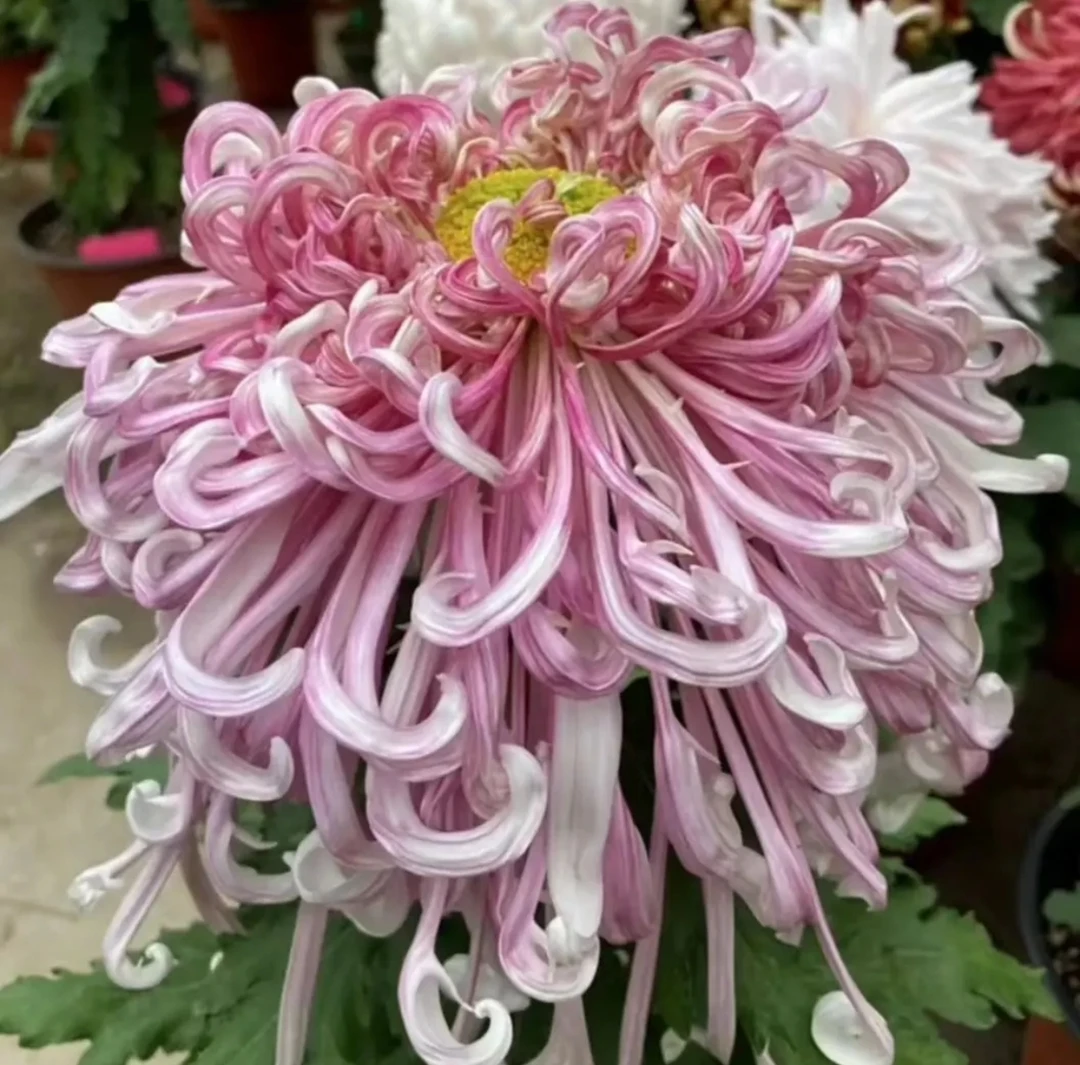 九月菊【沽水流霞】大花富贵菊 盆栽庭院好养活