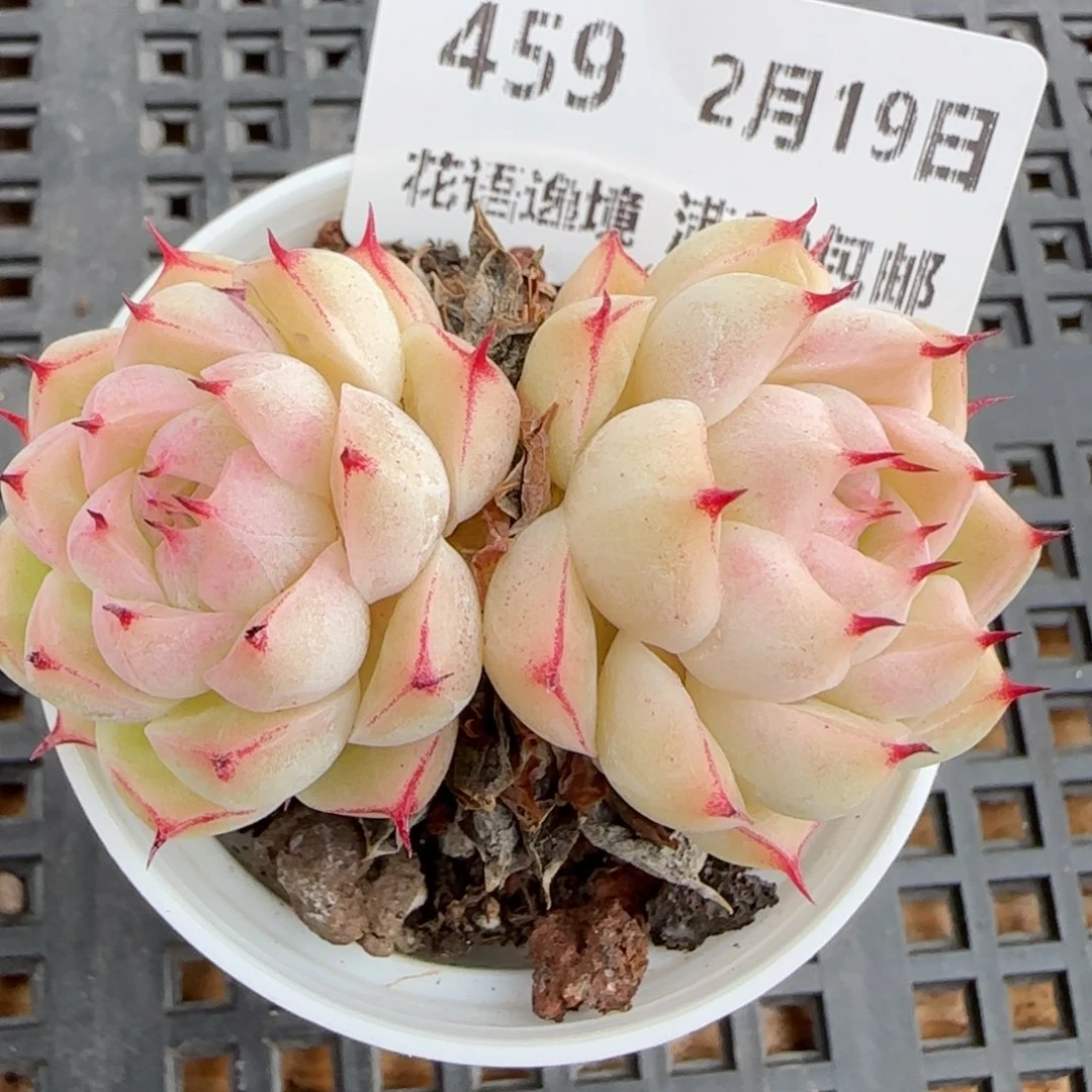 花语逸境0219-459