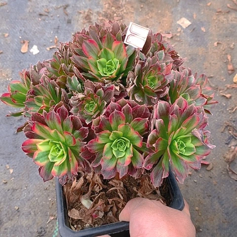 307安娜锦多肉植物