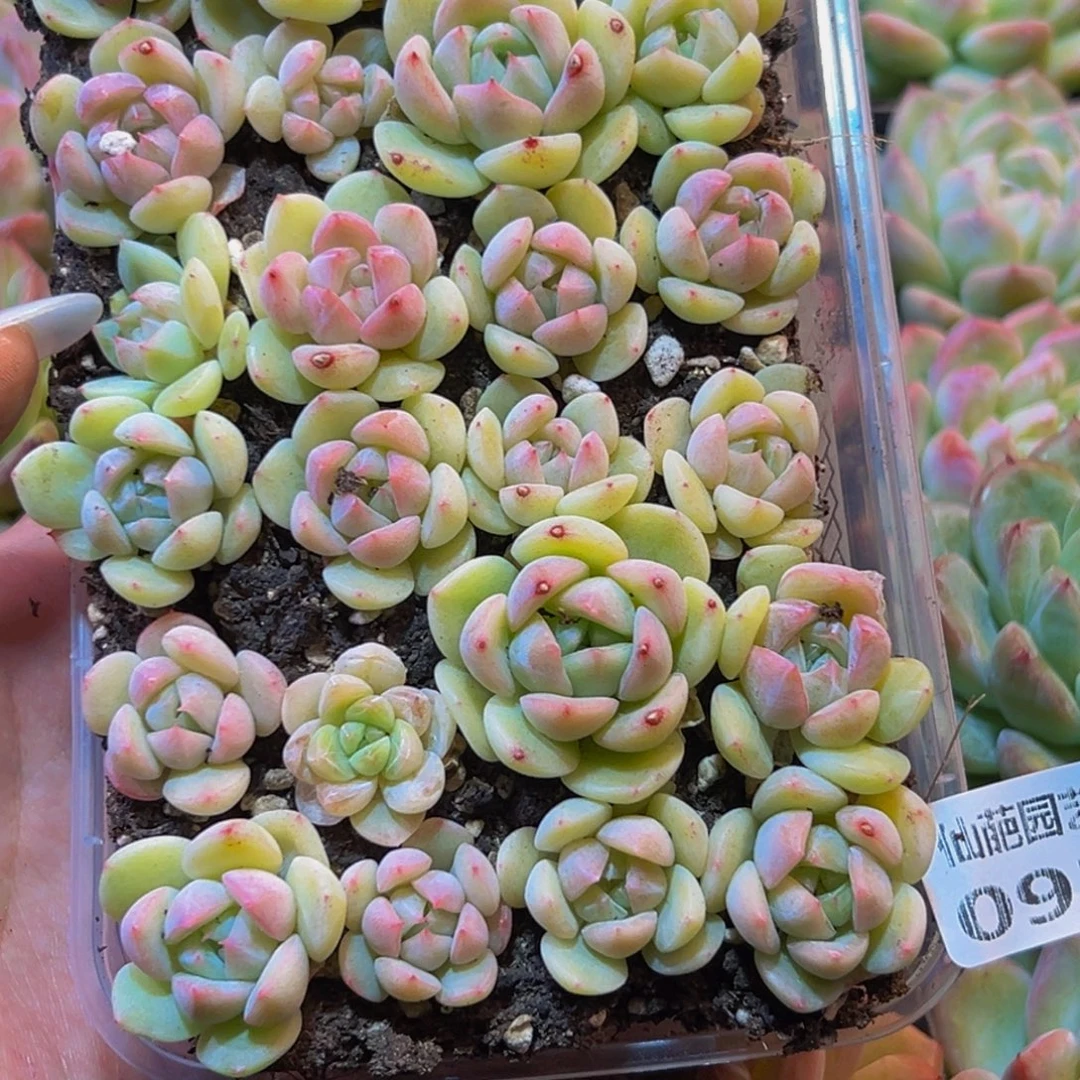 093新纯纯粹粹v抱抱你