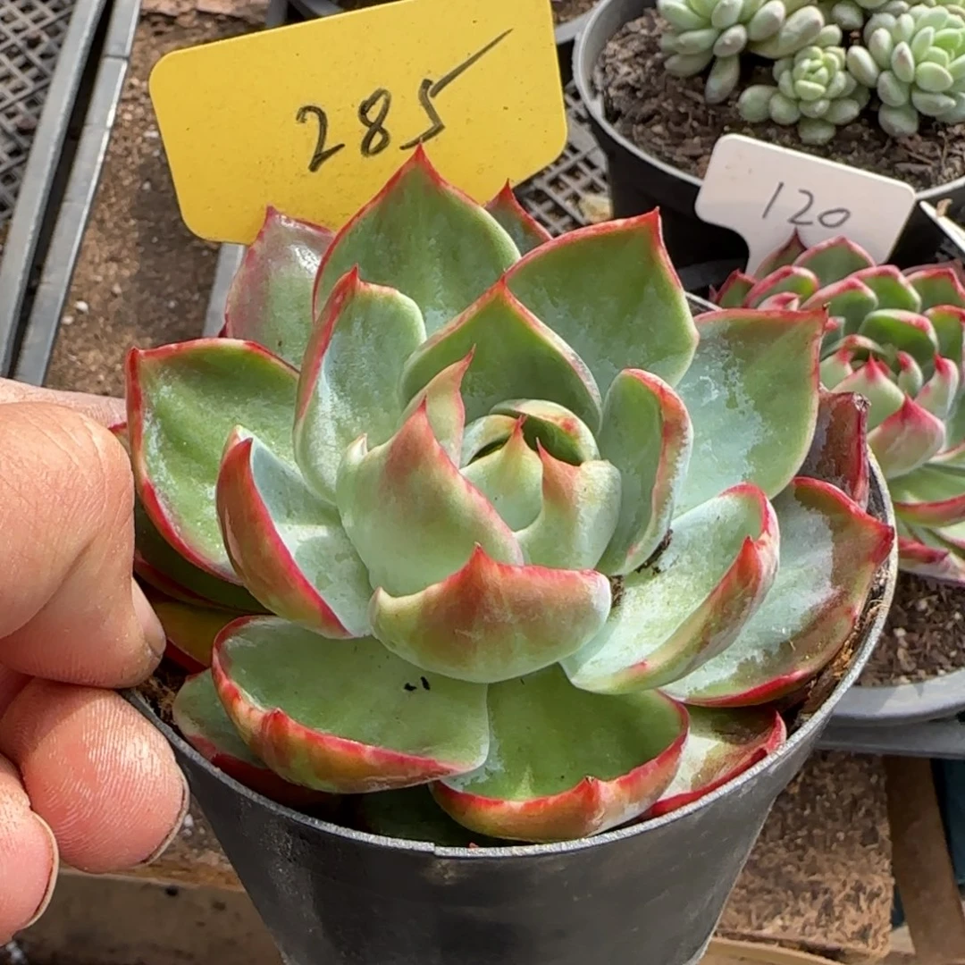 惊鸿一物一拍包装收缩花旱285