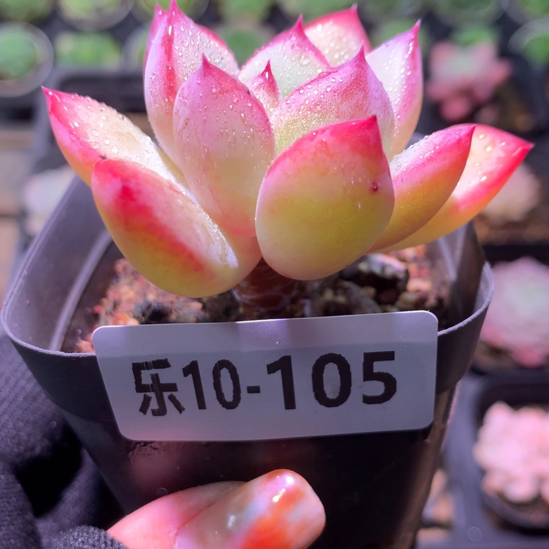 乐然10-105 蜜糖单头