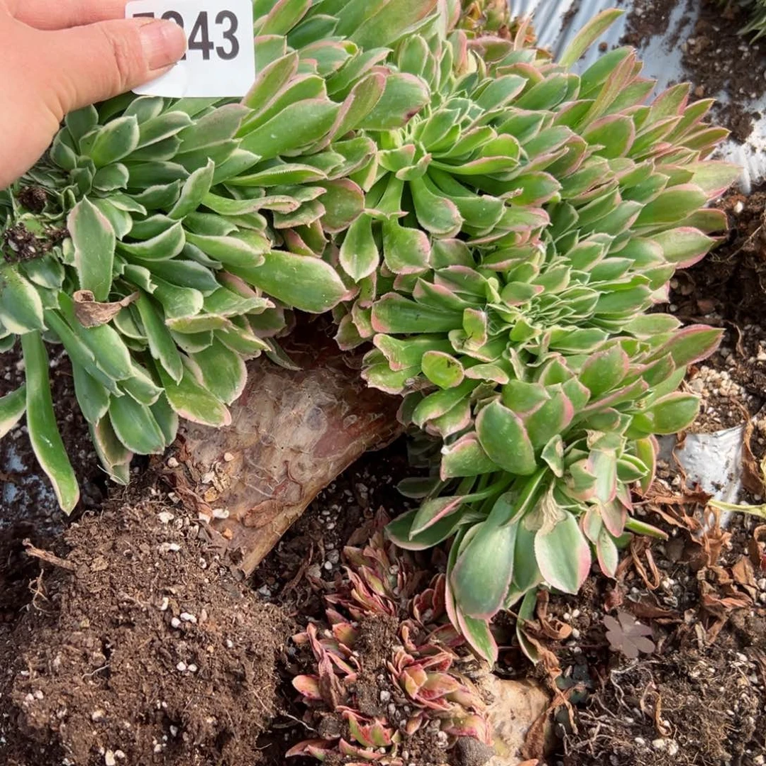 我7243 号多肉法师新年特价