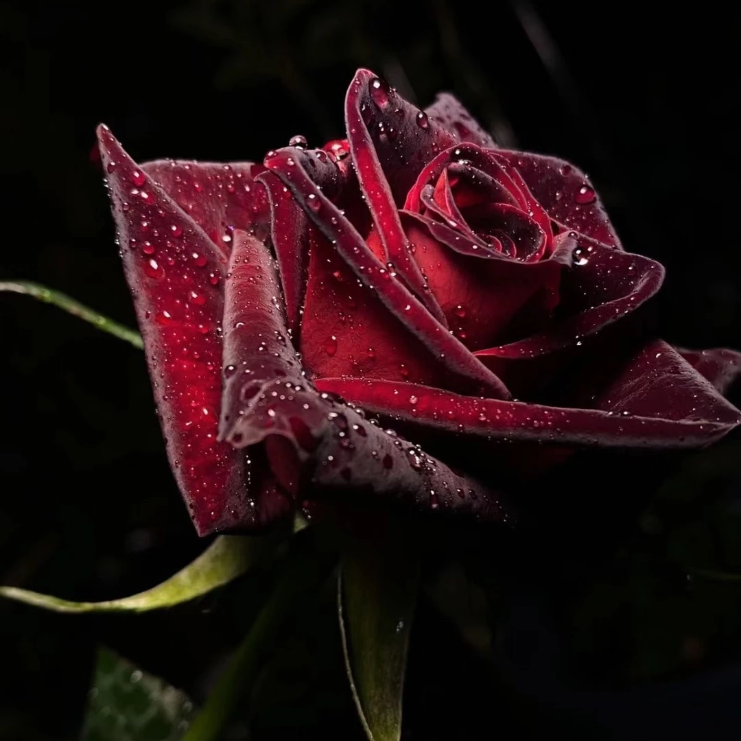 新手福利五颗 正宗云南玫瑰花苗四季开花大花室内外盆栽地栽好养