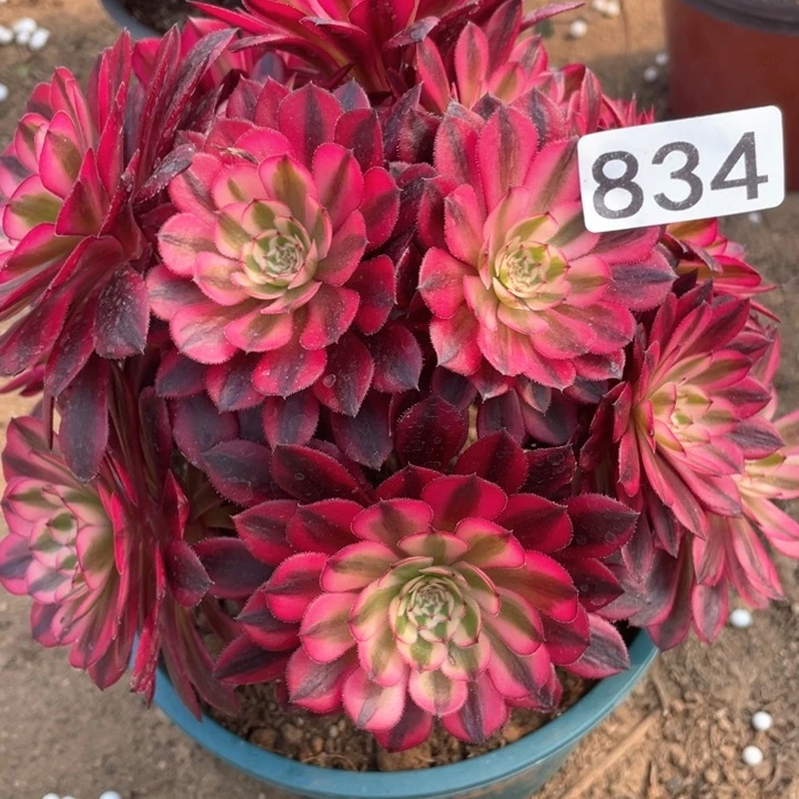 834多肉植物黑铜白