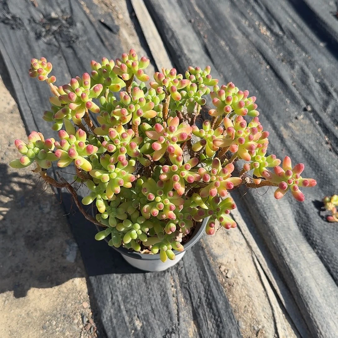 果冻乙女心多肉植物