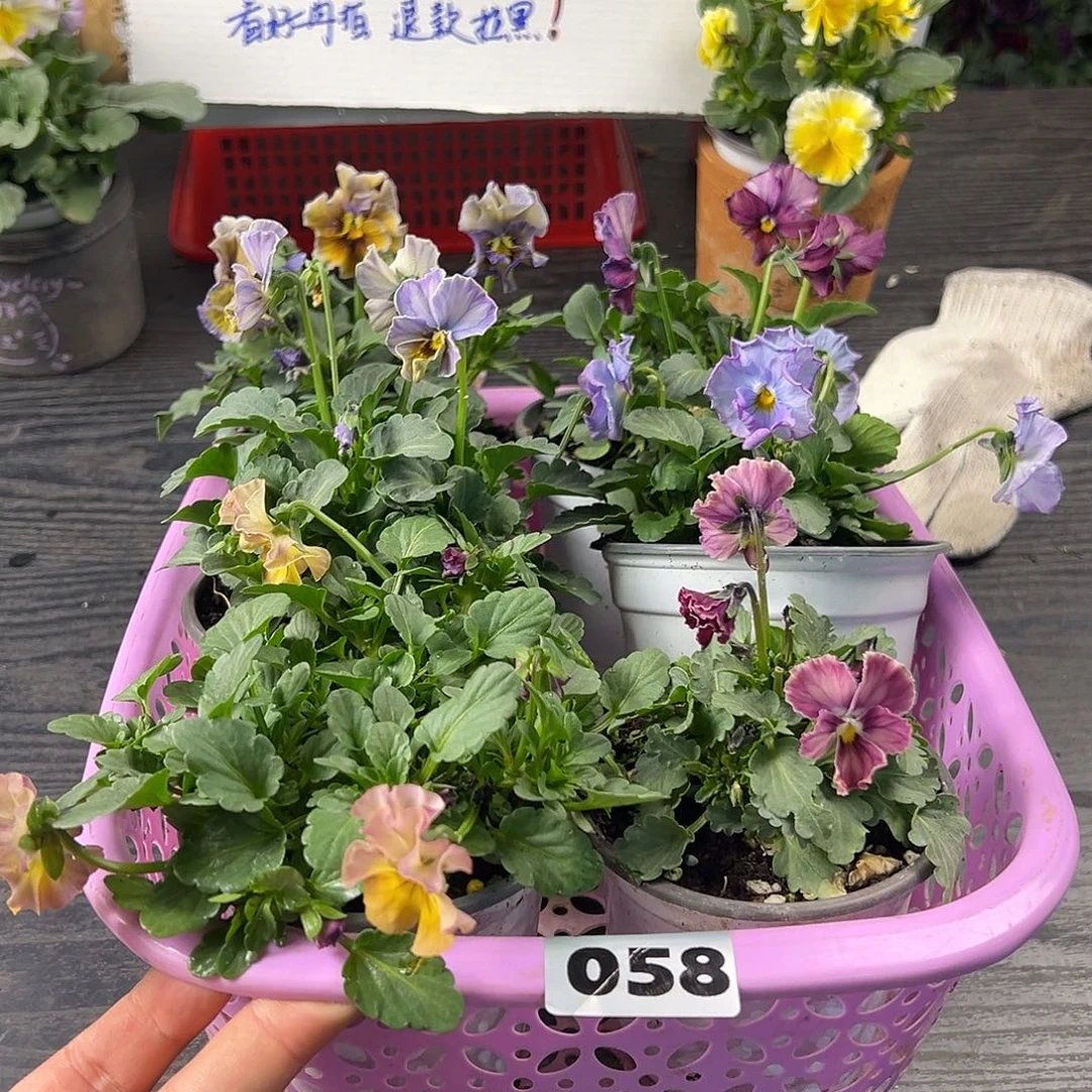 大部分花苞少量开放058号