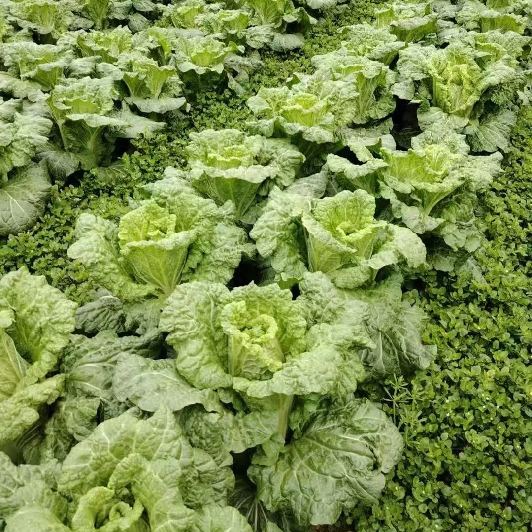 贵州高山白菜 青口菜