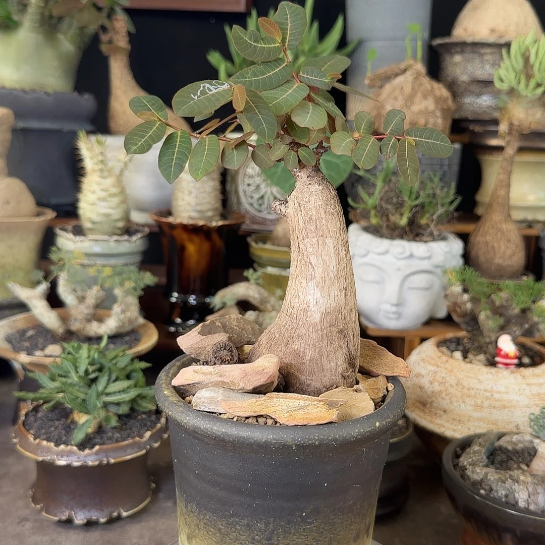 一物一拍奇异油柑290