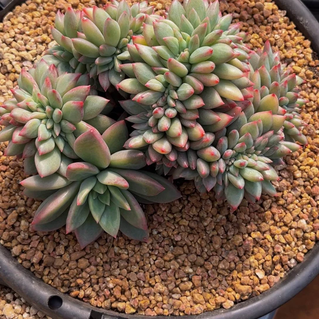 2610号上午多肉植物群生多肉植物