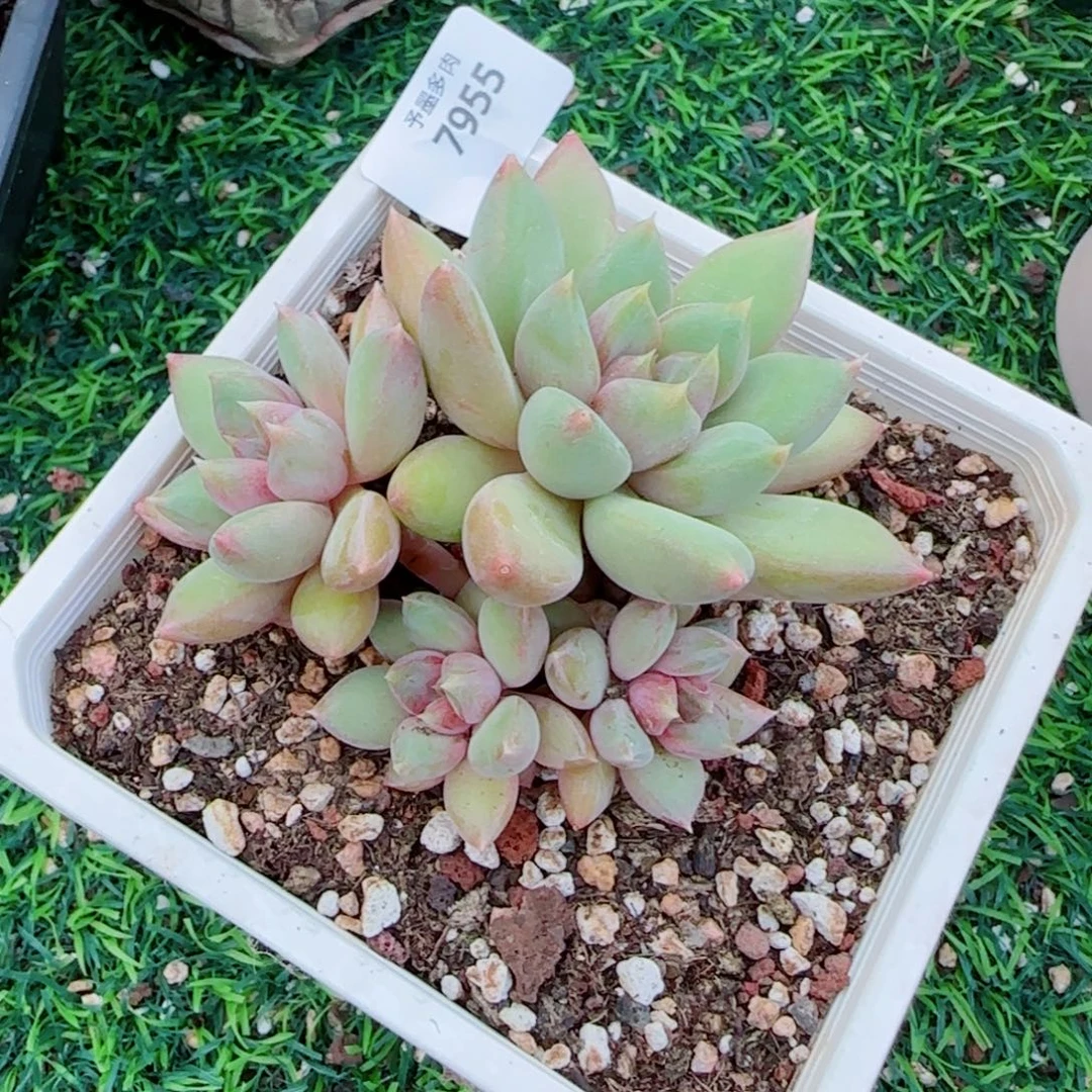 象牙无砍，7955多肉植物