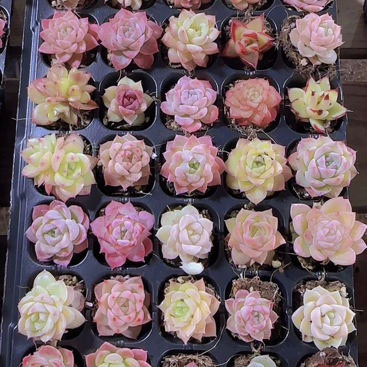 直播一物一拍多肉121