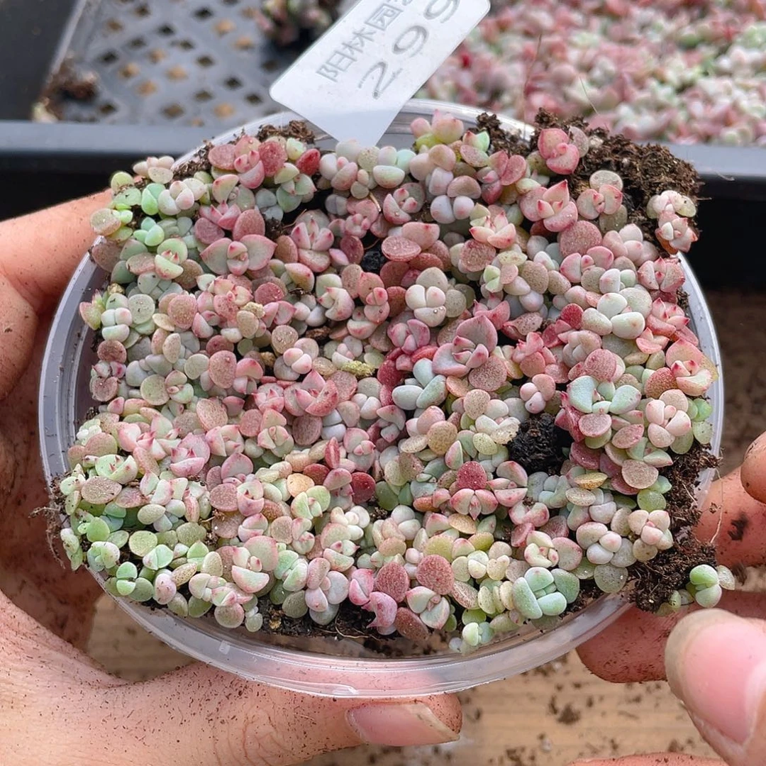 多肉植物多肉植物299