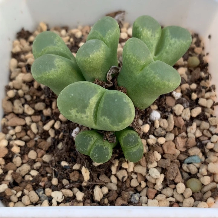 精品多肉植物精品多肉