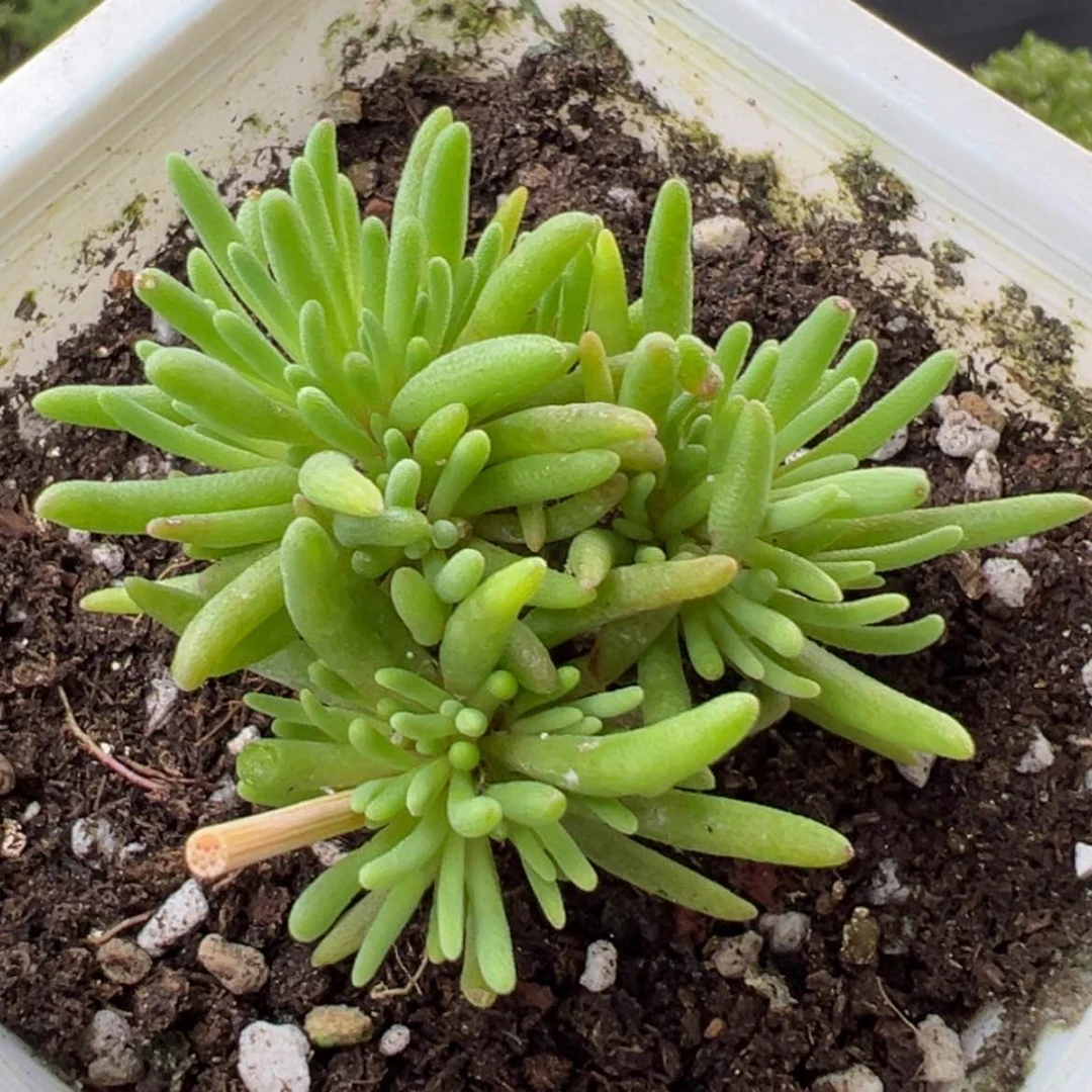 【闪购商品】?****dy2461晶珊瑚