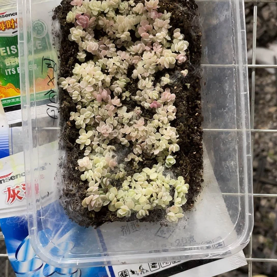 熙切糕一物一拍317