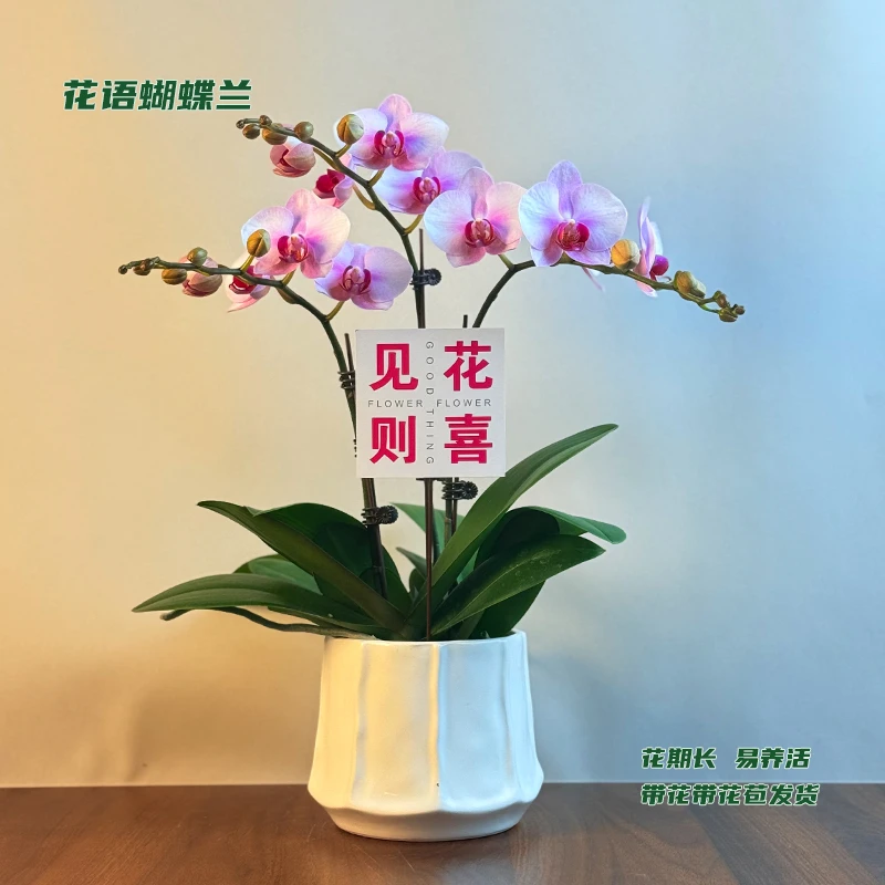 蝴蝶兰【杭州美女】 带花带花苞发货 室内客厅阳台花卉 好养易活