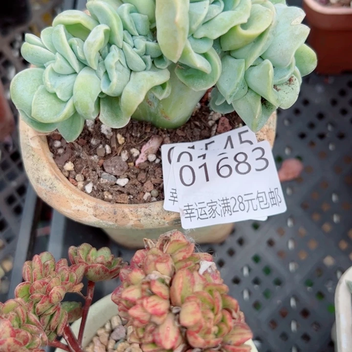 幸运儿的一句台词是