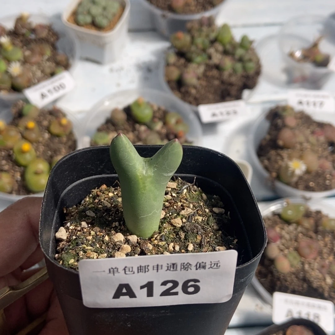 1020--番杏福利a126