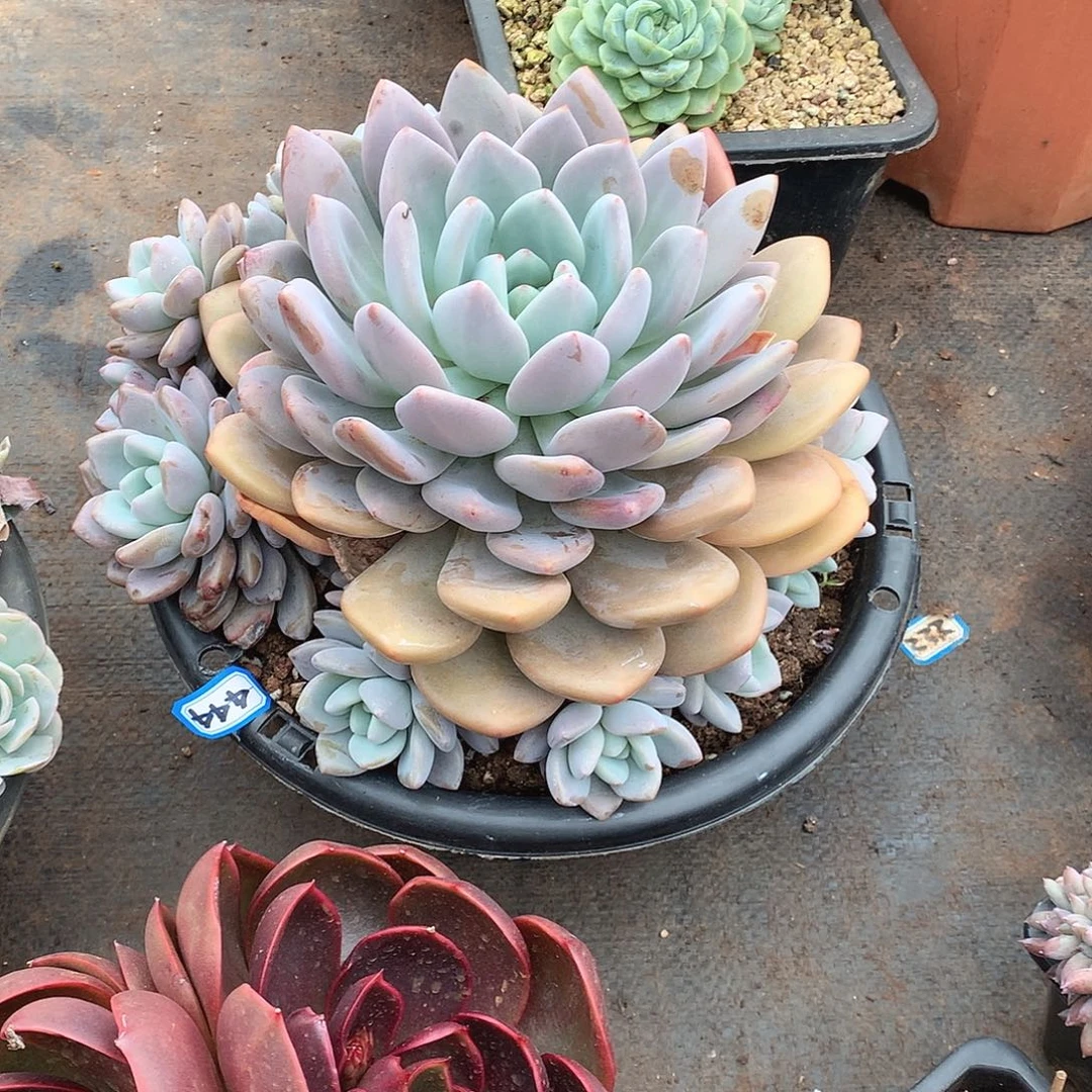 444奥橙一物一拍多肉