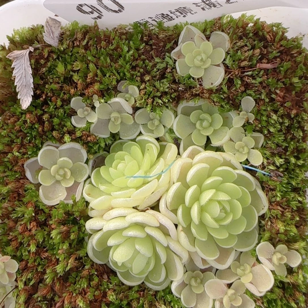 花语多肉1212-90爱丽丝