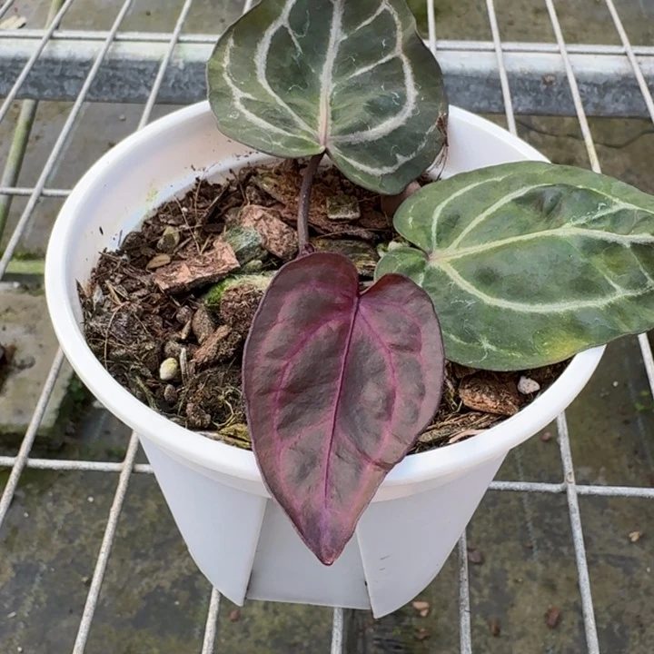 完全开放18号绝紫