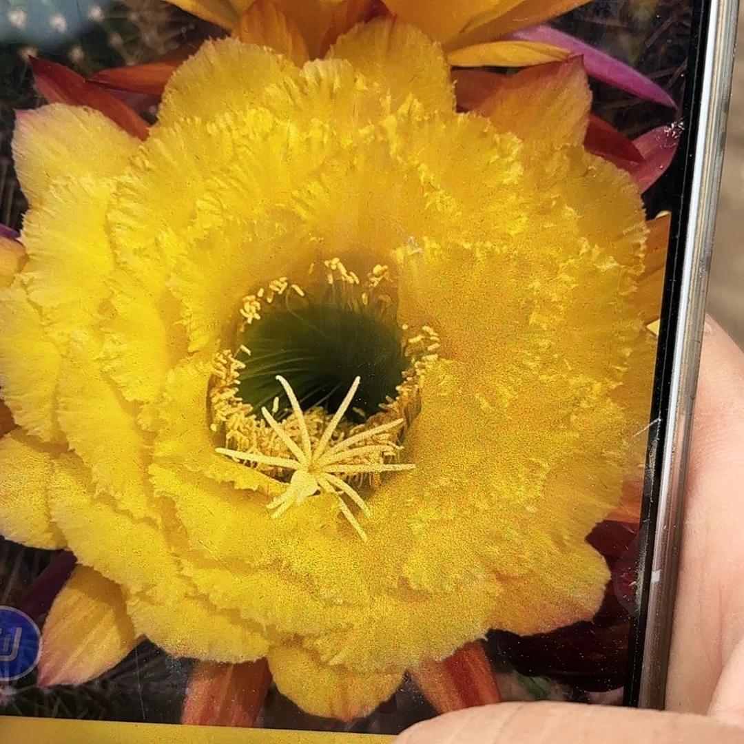 清清公主五六公分