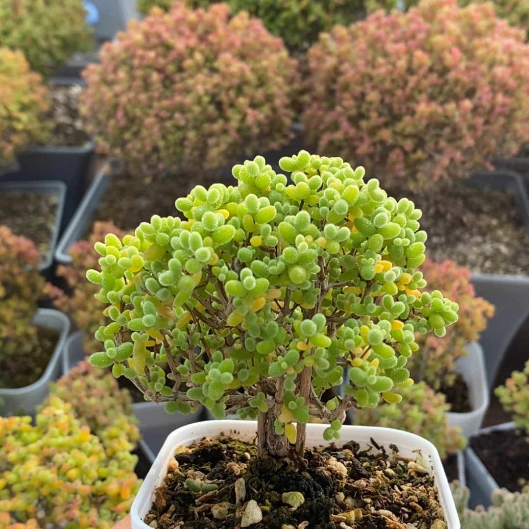 金橘糖球2779枝干番杏