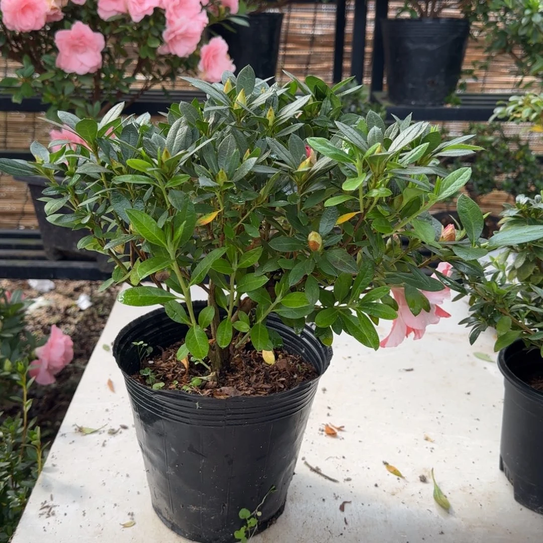 2***好完全开放双色桃梅锦