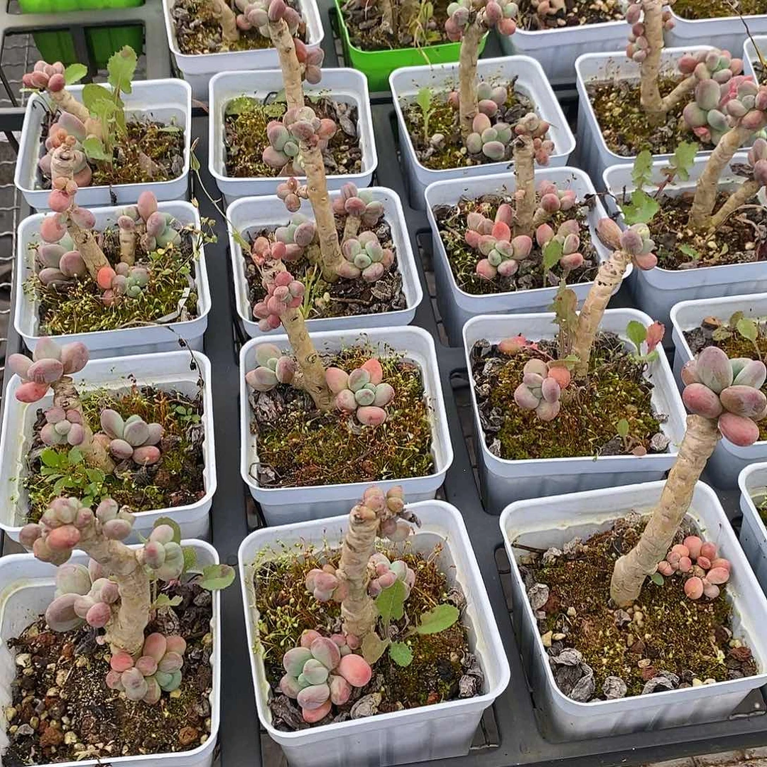 苹果奶，福利多多