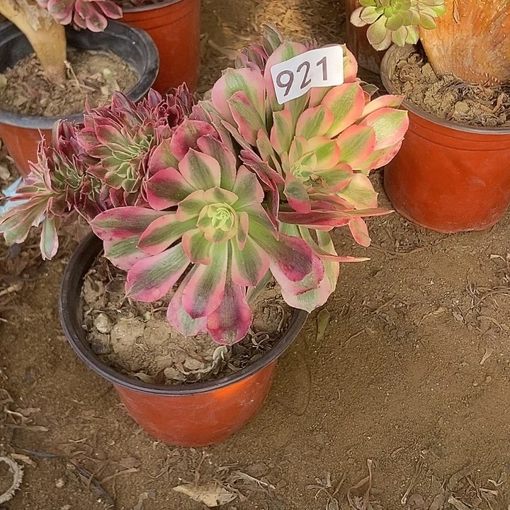 921女巫老庄缀化有断指