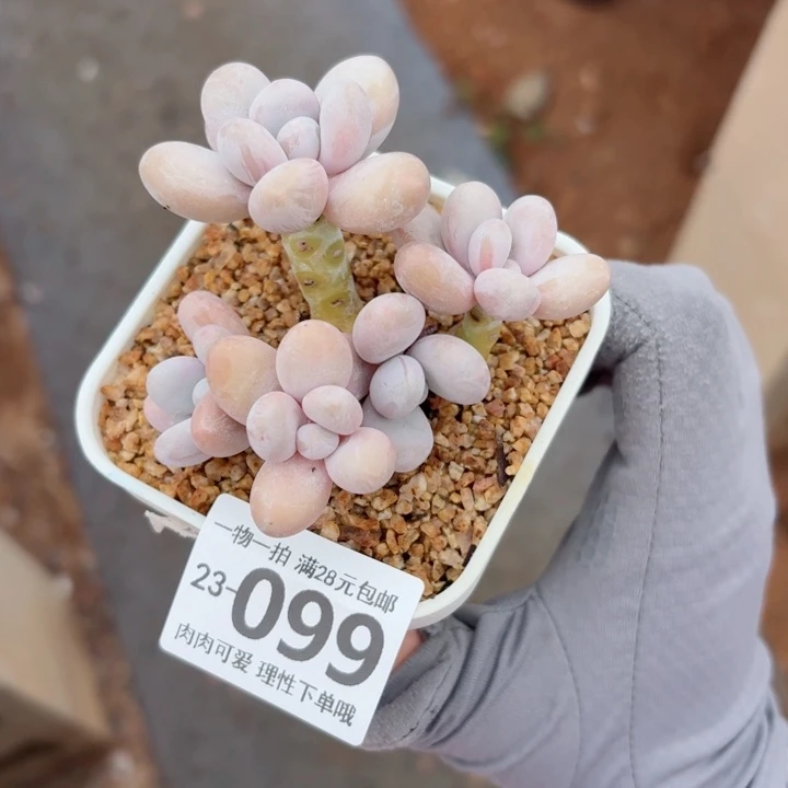 奶酪多肉多肉植物多肉植物