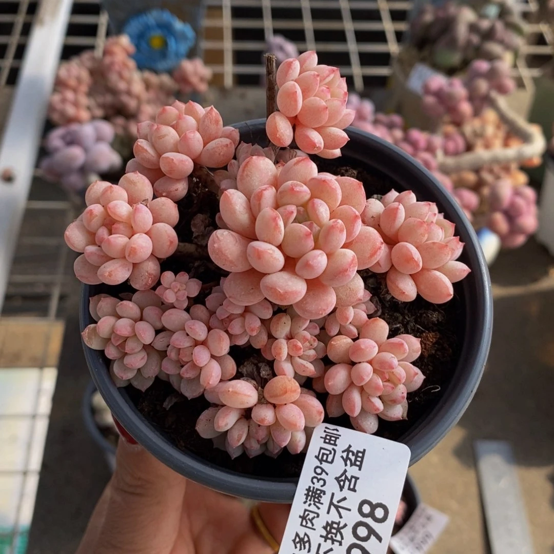 萌豆998/8c n的肉