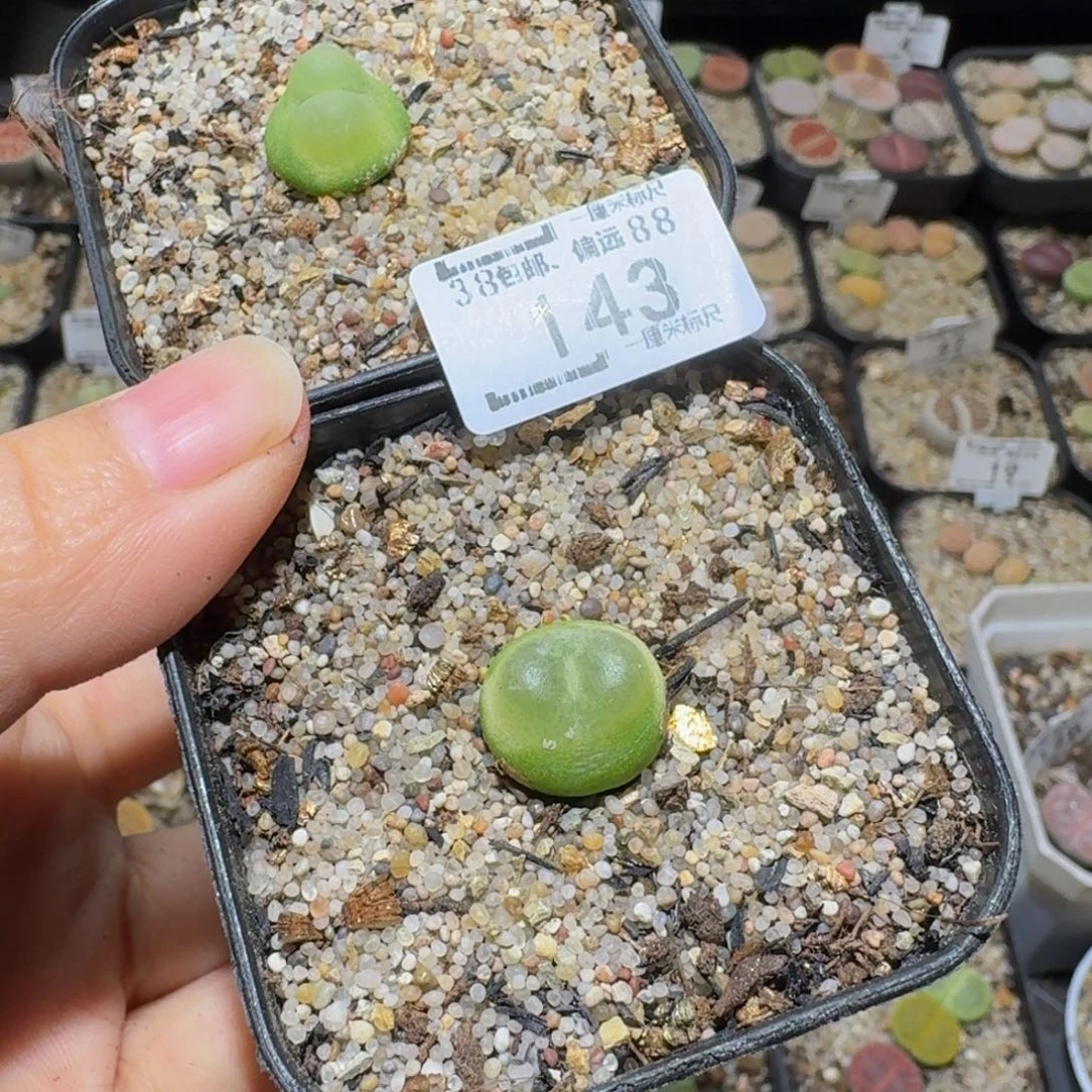 靓***丫Ssssss精品生石花143