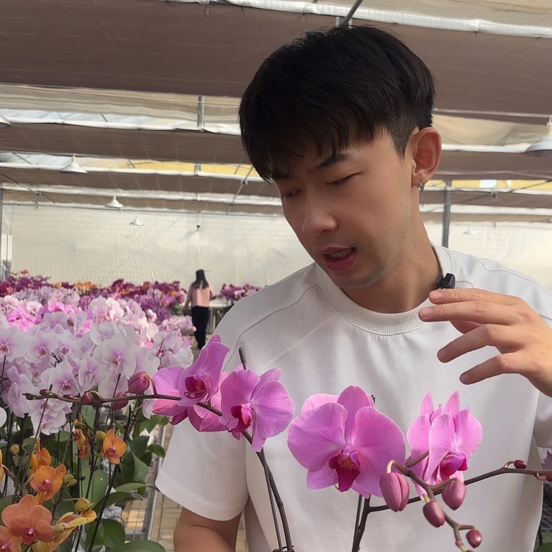 完全开放明尼阿波利斯2颗