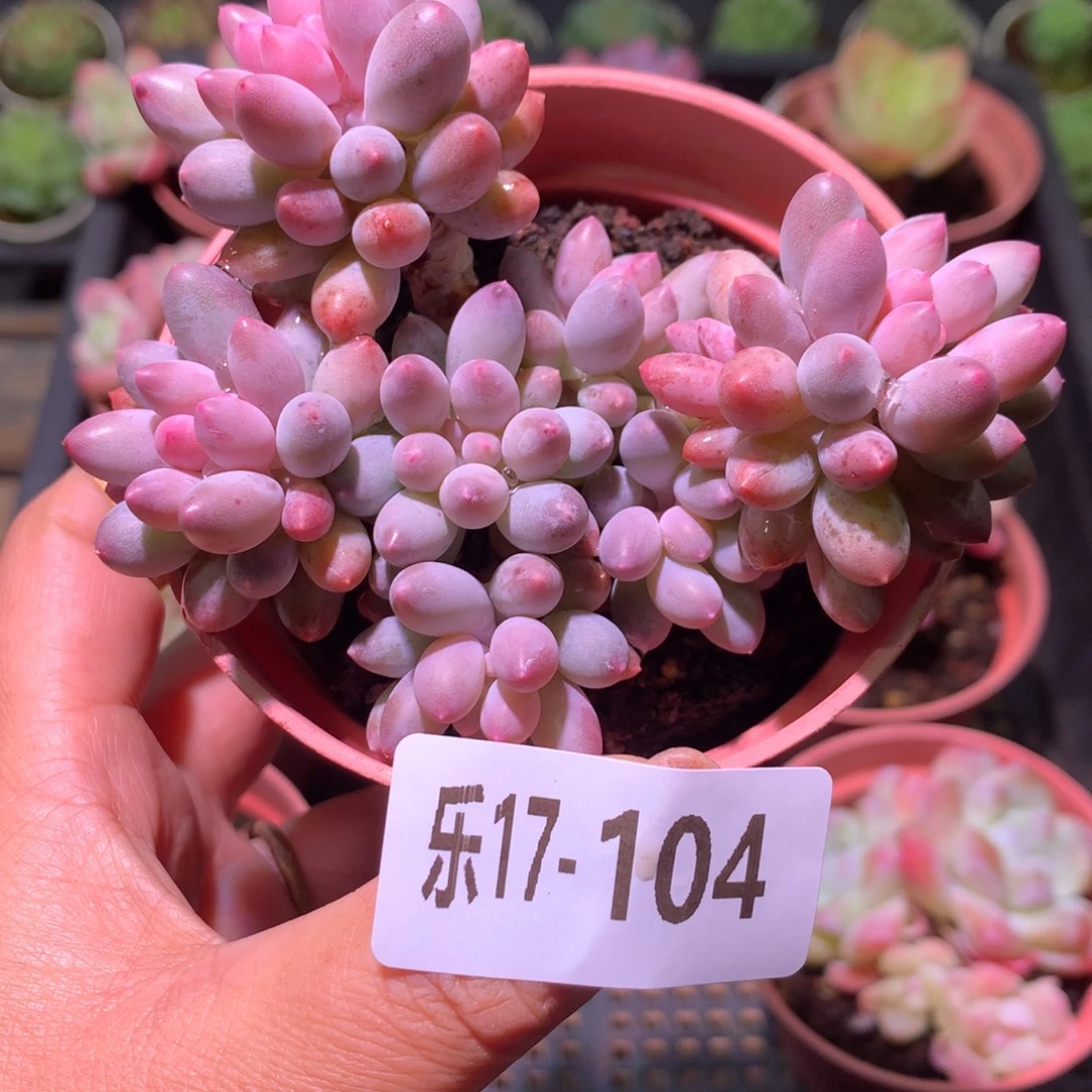 乐然17-104 婴儿手指