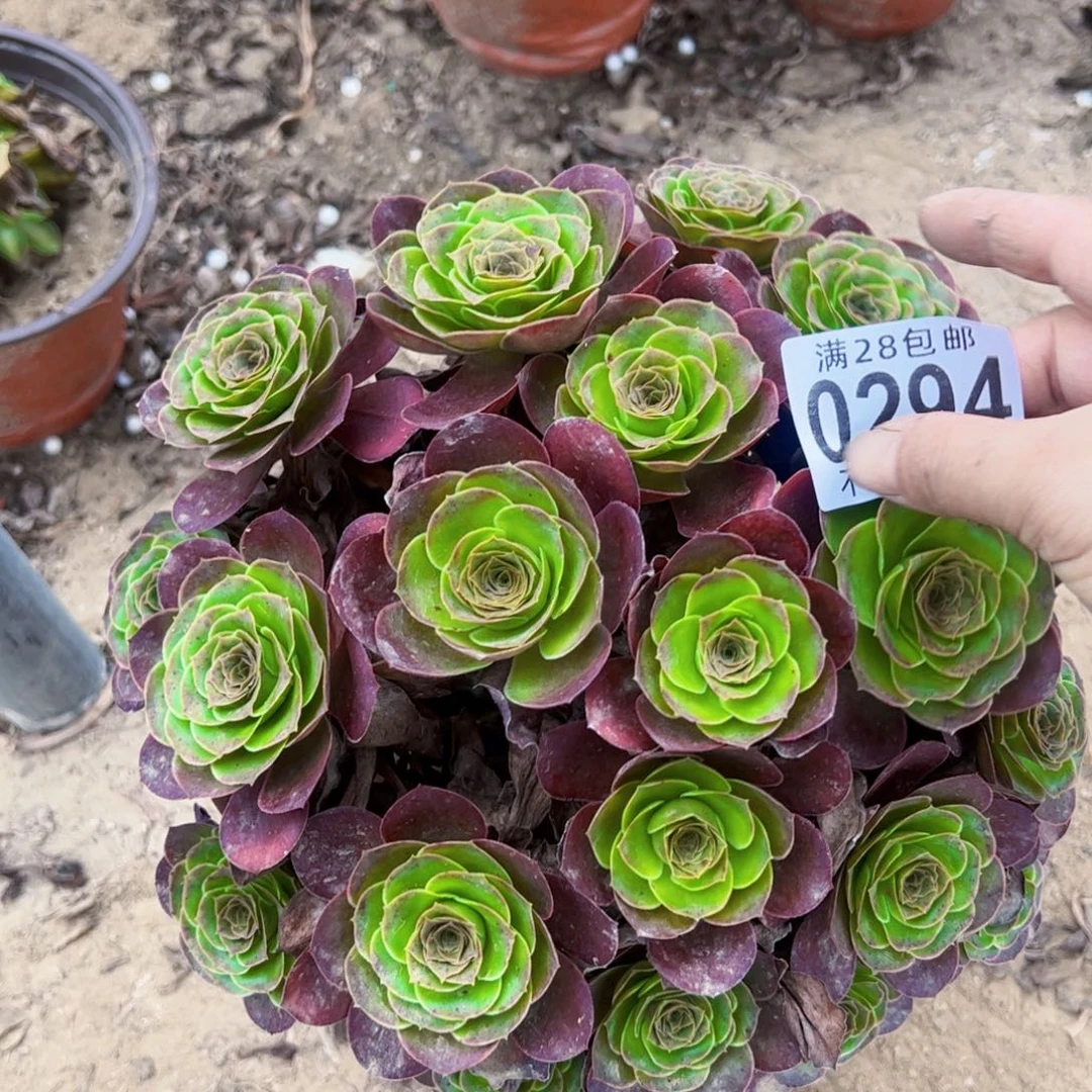 玫瑰多肉植物0294