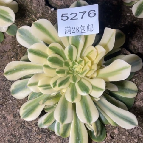 辛尼亚多肉多肉5276