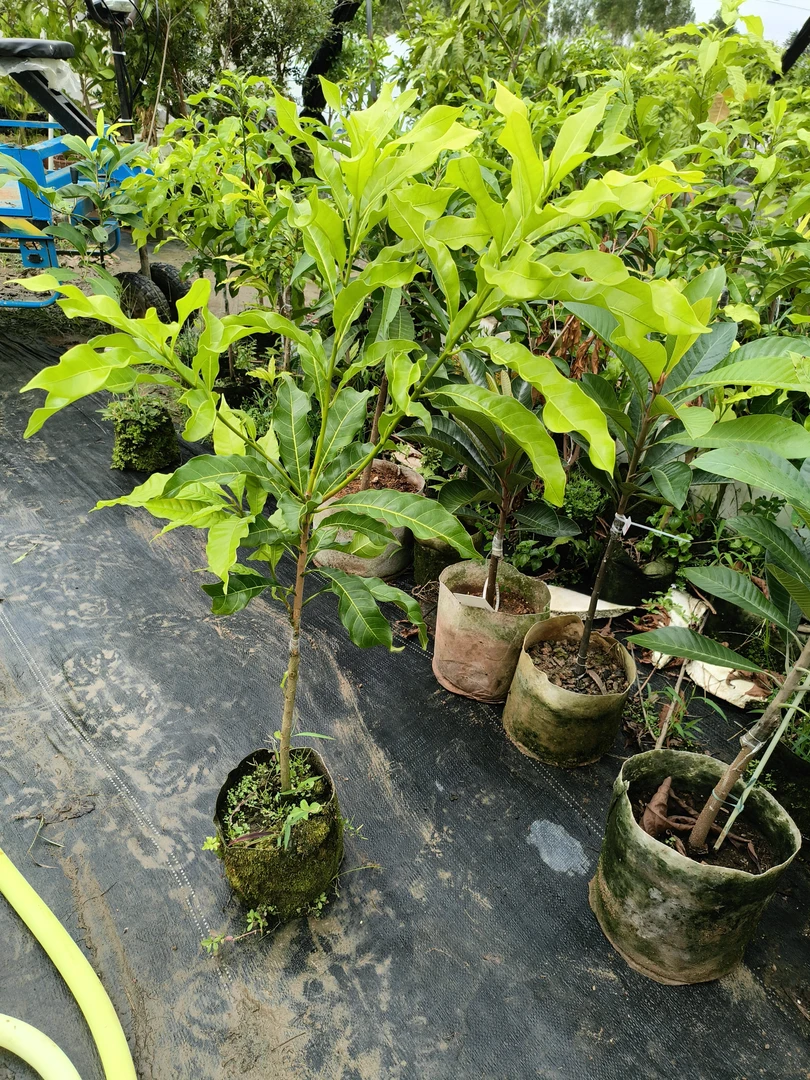钊哥精选果苗，预售