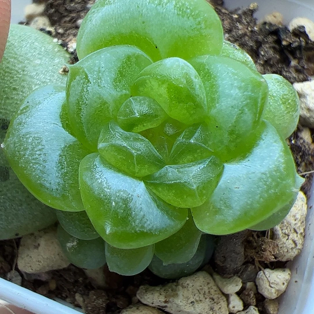 甜心系列192三头343