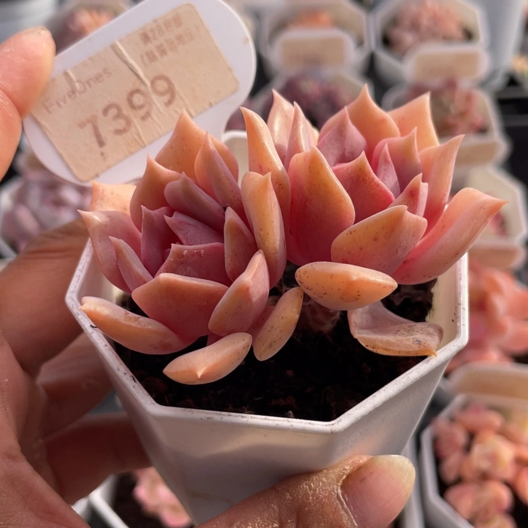 粉蝶7399-6.5厘米
