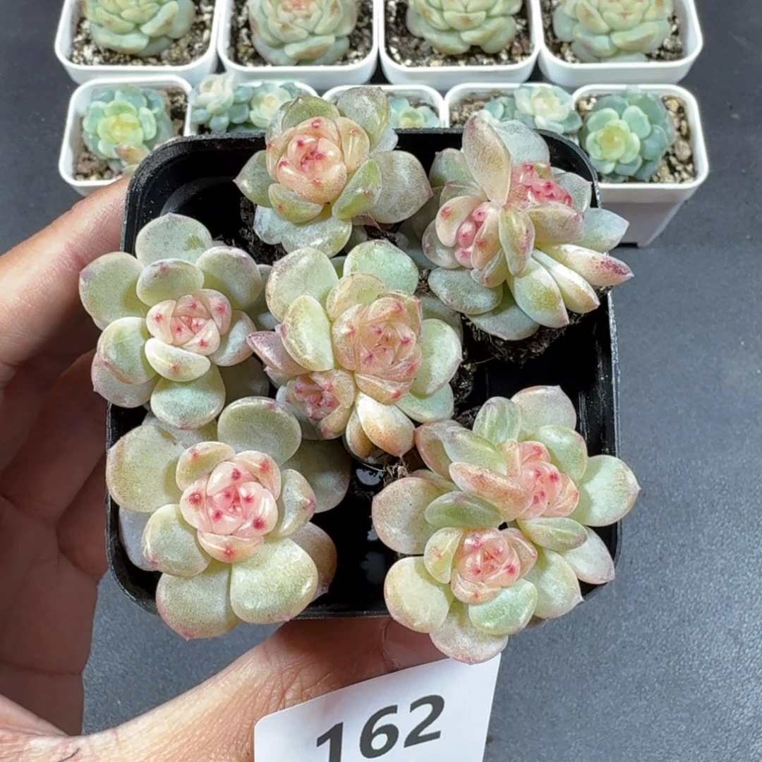 甜心6个一物一拍162