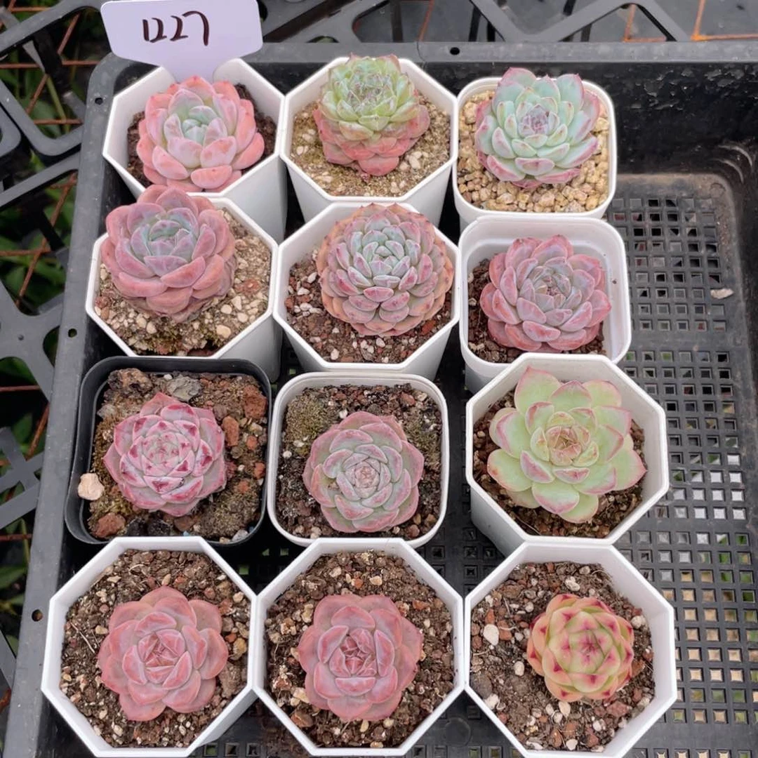 薇薇安园艺多肉1227